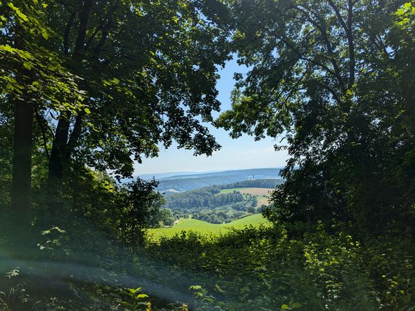 Ausblick auf dem Burgweg Blick durch dichten Wald auf grüne Hügel und Felder bei klarem Sommerhimmel.