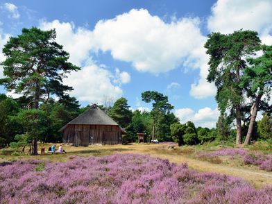 Lila Heidefläche und Schafstall mit Reetdach im Heiligen Hain in der Südheide Gifhorn.